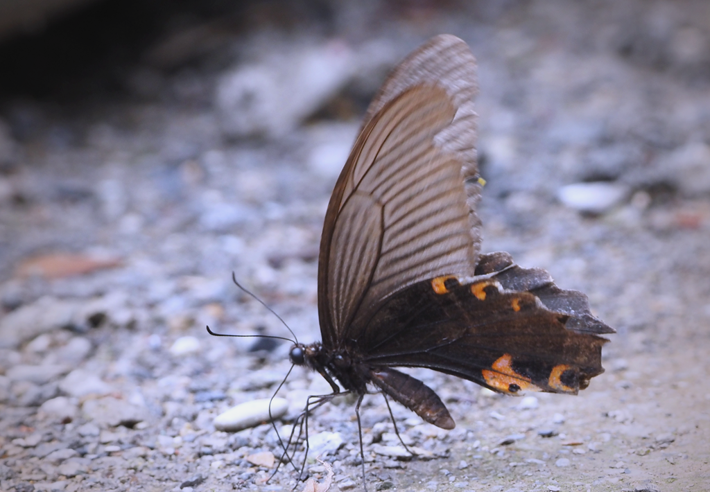 Blue Papilio (Is the blue Papilio precious)
